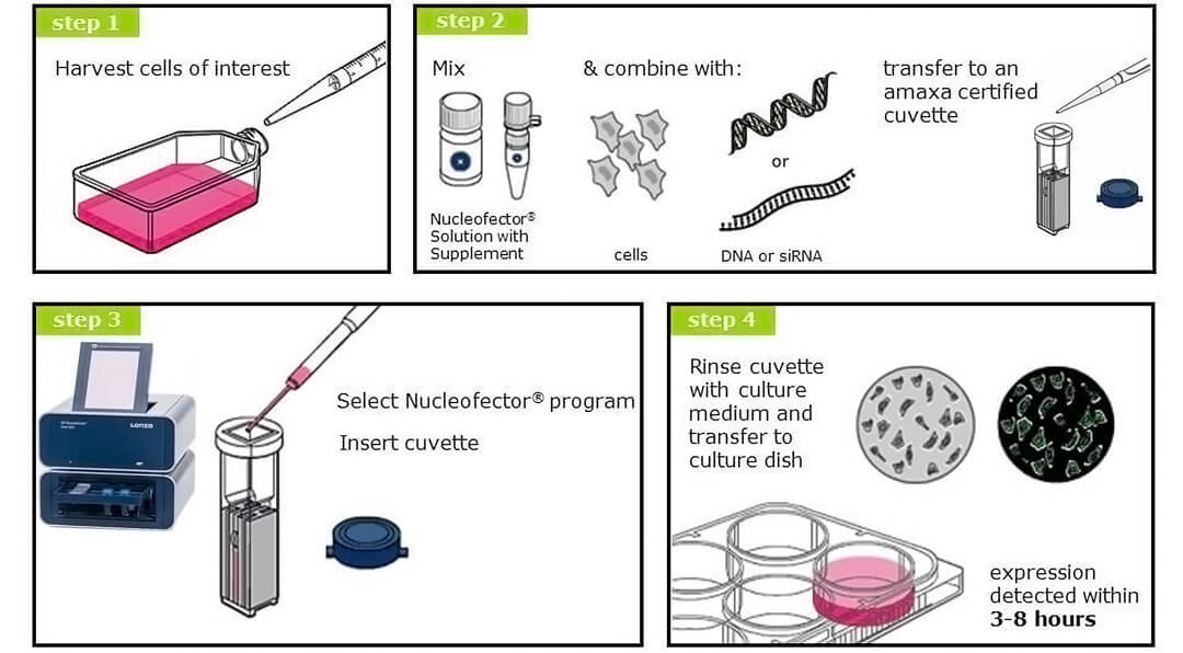 4d-nucleofector核轉染儀操作實驗流程