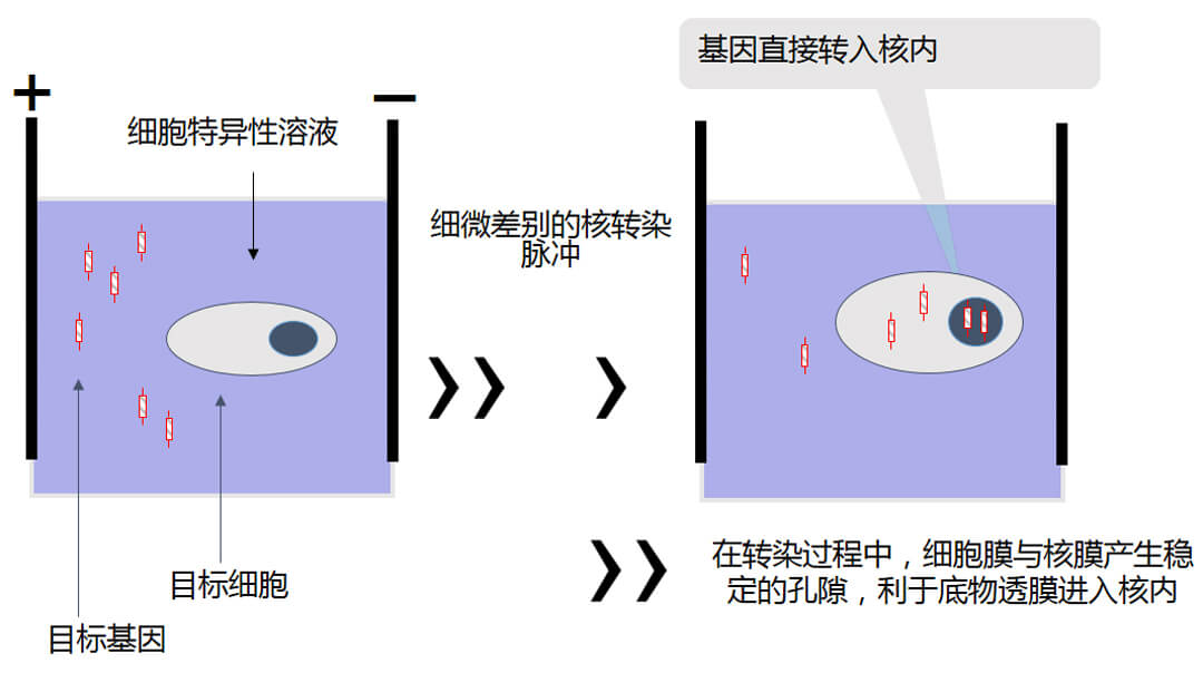 LONZA 4D-Nucleofector讓外源DNA直接入核