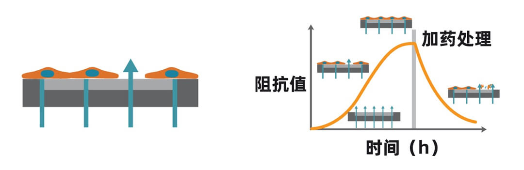 Axion Biosystems MAESTRO Z實時無標記細胞分析儀