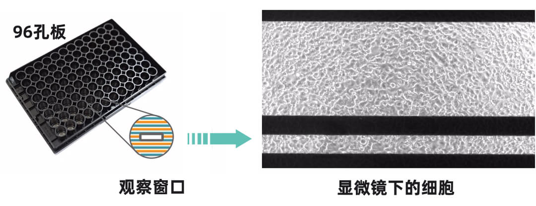 Axion Biosystems MAESTRO Z實時無標記細胞分析儀