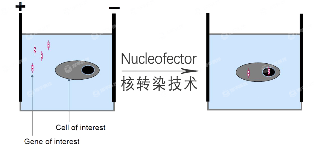 lonza Nucleofector細胞核轉染技術 北京澤平