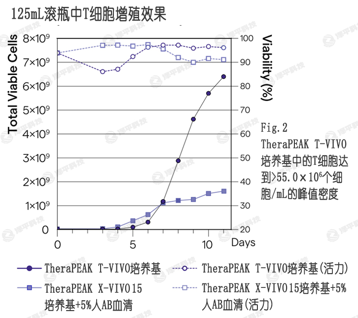 T-VIVO培養基比添加血清的X-VIVO 15培養基,提供更高的細胞產量和活性 北京澤平