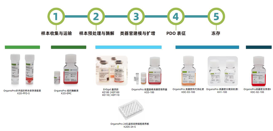 科途醫學EHSgel基質膠、OrganoPro樣本保存液、組織酶解液、類器官培養基、類器官細胞因子、類器官傳代消化液、類器官凍存液代理商北京澤平