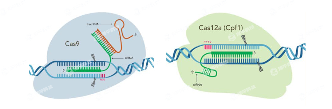 IDT Alt-R CRISPR-Cas9CRISPR-Cas12a (Cpf1) ݋ϵyߴ̱ƽ